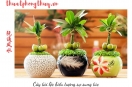 Xây dựng giải pháp cá nhân hóa trong phong thủy – hệ thống thực chiến Nguyên Thông Quán